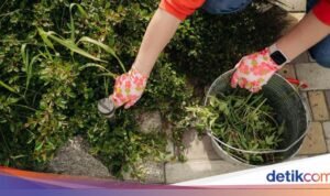 4 Strategi Efektif Menghilangkan Gulma dari Paving Block