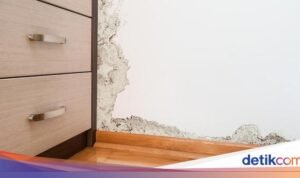 5 Langkah Mengatasi Kelembapan Rumah Agar Bebas dari Jamur dan Lumut