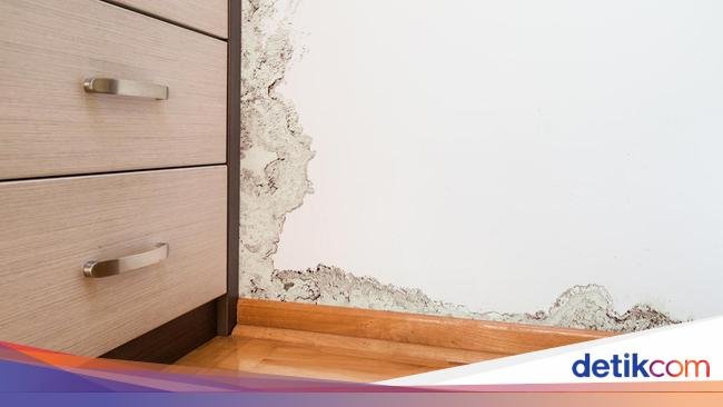 5 Langkah Mengatasi Kelembapan Rumah Agar Bebas dari Jamur dan Lumut