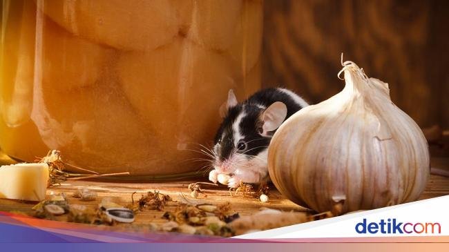 Harus Tahu! 8 Aroma yang Dibenci Tikus, Langsung Lari