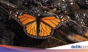 Mungkinkah Kedatangan Tamu di Tandai dengan Kupu-kupu yang Muncul?