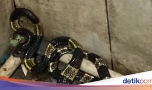 Misteri Kehadiran Ular di dalam Rumah: Penyebab dan Solusi Ampuh