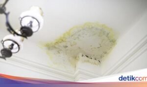 Mengatasi Jamur di Plafon dengan Cuka dan Detergen: Solusi Ampuh!