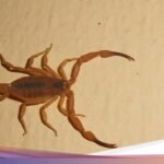 Hati-hati! 4 Jalur Tersembunyi Kalajengking Menuju Rumahmu