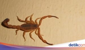 Hati-hati! 4 Jalur Tersembunyi Kalajengking Menuju Rumahmu