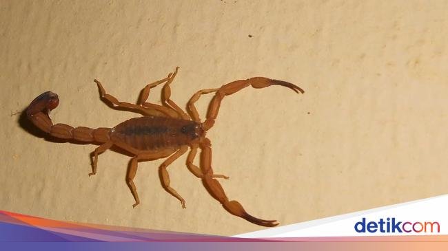 Hati-hati! 4 Jalur Tersembunyi Kalajengking Menuju Rumahmu