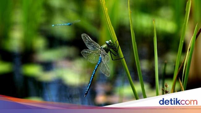 Mitos Capung Masuk Rumah: Pertanda Baik atau Buruk? Penjelasan di Baliknya