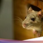 Mengenal 4 Penyebab Tikus Berkeliaran di Atap Rumah dan Tips Mengusirnya