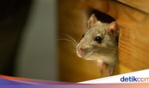 Mengenal 4 Penyebab Tikus Berkeliaran di Atap Rumah dan Tips Mengusirnya