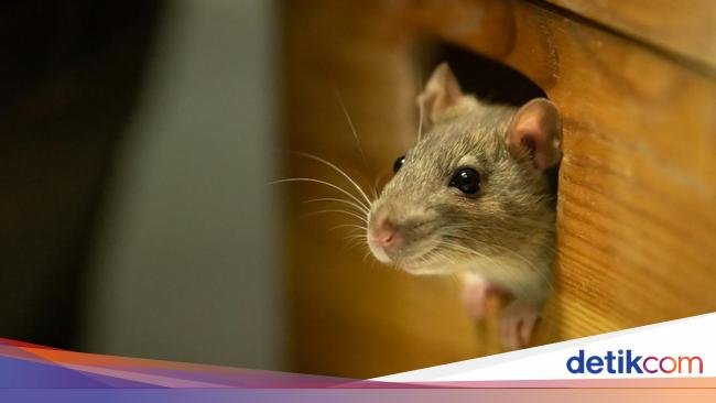 Mengenal 4 Penyebab Tikus Berkeliaran di Atap Rumah dan Tips Mengusirnya