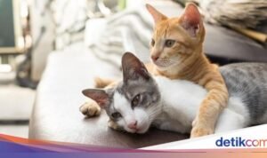 Tips Ampuh Mengatasi Bulu Hewan Peliharaan di Rumah