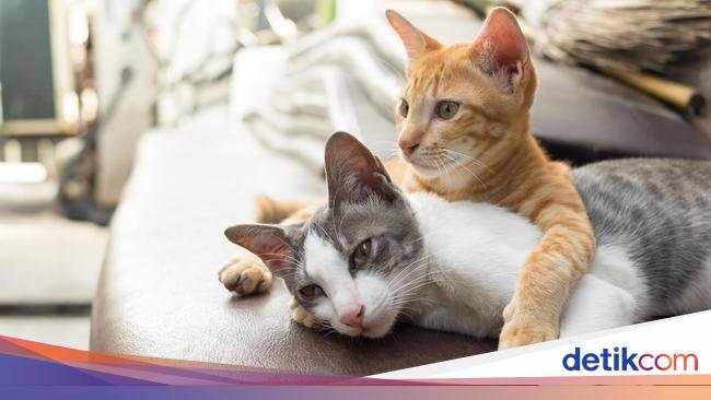 Tips Ampuh Mengatasi Bulu Hewan Peliharaan di Rumah