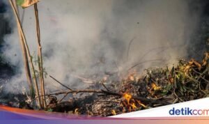 Portal Pengaduan Tetangga yang Sering Membakar Sampah di Jakarta