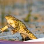 7 Trik Ampuh Mengusir Katak dari Teras Rumah