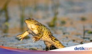 7 Trik Ampuh Mengusir Katak dari Teras Rumah