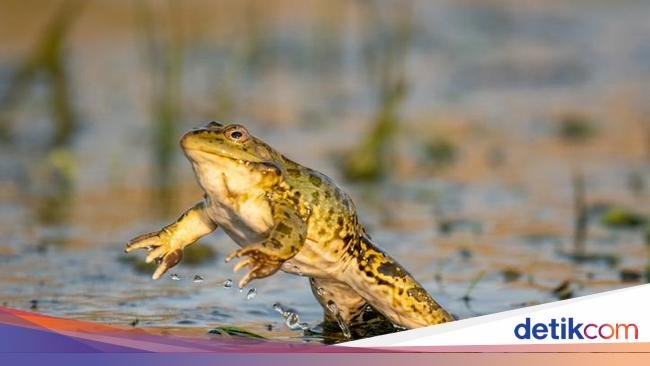 7 Trik Ampuh Mengusir Katak dari Teras Rumah