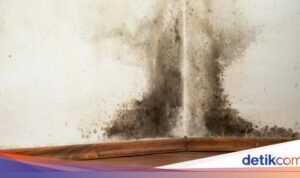 Tips Mengatasi Rumah yang Kebanjiran: Cara Mengeringkan Dinding Agar Terbebas dari Jamur