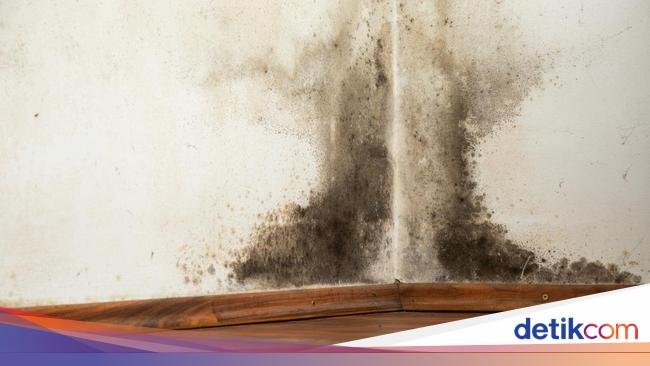 Tips Mengatasi Rumah yang Kebanjiran: Cara Mengeringkan Dinding Agar Terbebas dari Jamur